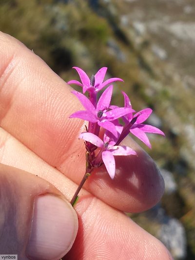 Lobelia stenosiphon, photographed by Chris Vynbos