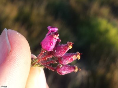 Erica glutinosa, photographed by Chris Vynbos