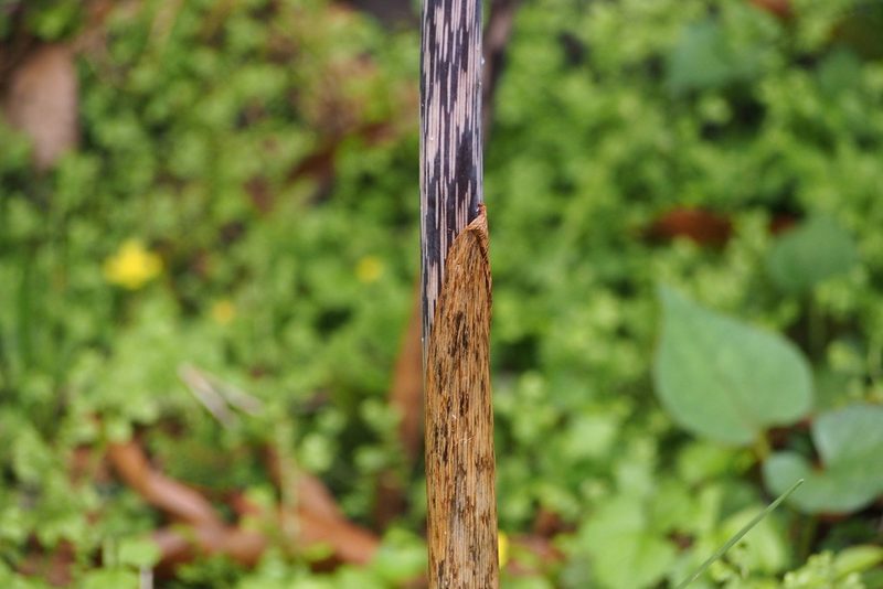 Arisaema angustatum, photographed by harum.koh