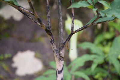 Arisaema angustatum, photographed by harum.koh