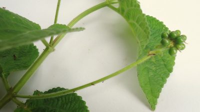 Lantana horrida, photographed by russiannaturalistbrazil