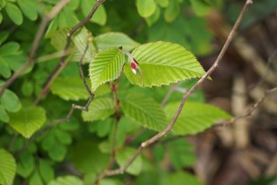 Carpinus tschonoskii, photographed by harum.koh
