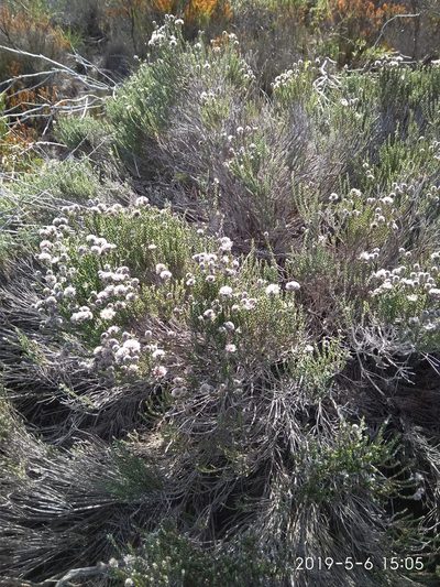 Lachnospermum imbricatum, photographed by Seth Musker