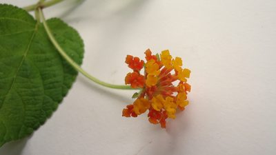 Lantana horrida, photographed by russiannaturalistbrazil