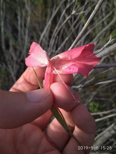 Gladiolus meridionalis, photographed by Seth Musker