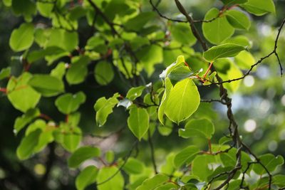 Actinidia arguta, photographed by harum.koh