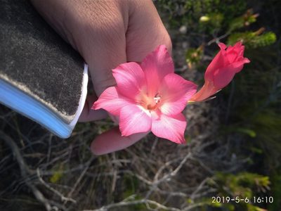 Gladiolus meridionalis, photographed by Seth Musker