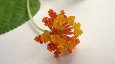 Lantana horrida, photographed by russiannaturalistbrazil