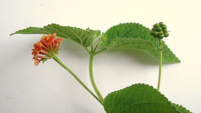 Lantana horrida, photographed by russiannaturalistbrazil