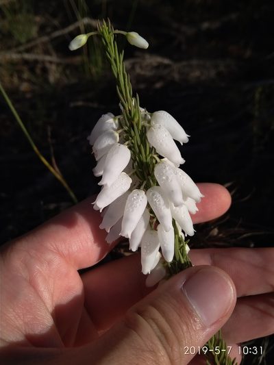 Erica penduliflora, photographed by Seth Musker