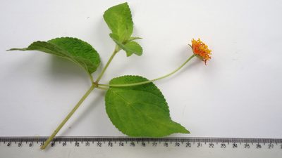 Lantana horrida, photographed by russiannaturalistbrazil