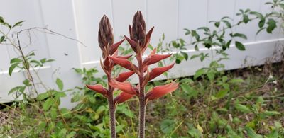 Sacoila lanceolata, photographed by Jeanene Arrington-Fisher