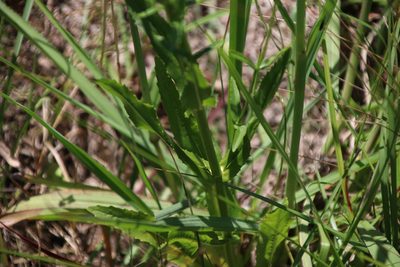 Physostegia angustifolia, photographed by Lauren McLaurin
