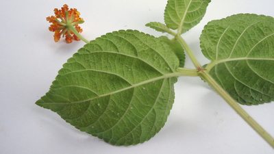Lantana horrida, photographed by russiannaturalistbrazil