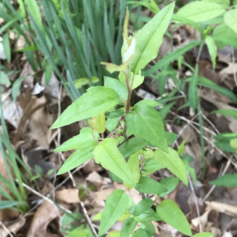Malus coronaria, photographed by Summit Metro Parks