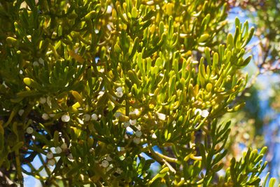 Phoradendron densum, photographed by Ken-ichi Ueda