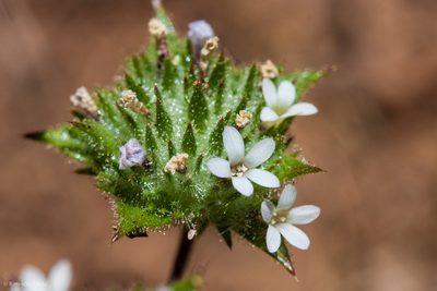 Navarretia rosulata, photographed by Ken-ichi Ueda