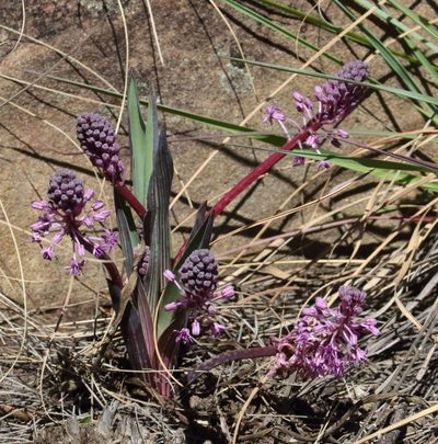 Ledebouria cooperi, photographed by Alan Manson