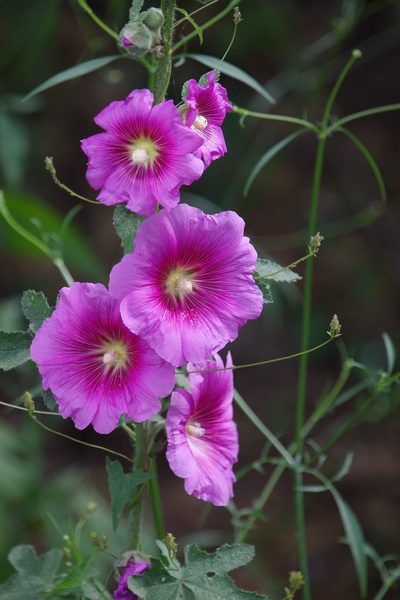 Alcea setosa, photographed by Dan Killam