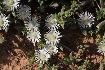 Delosperma uncinatum, photographed by Karen Eichholz