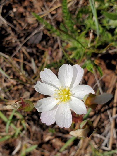 Lewisia oppositifolia, photographed by Ellen Watrous