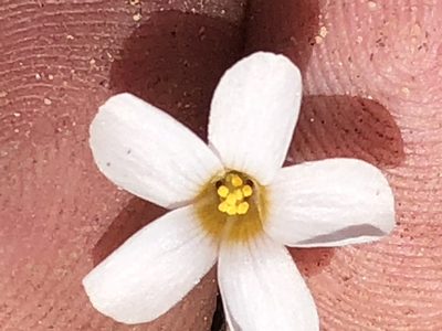 Oxalis attaquana, photographed by Dave U
