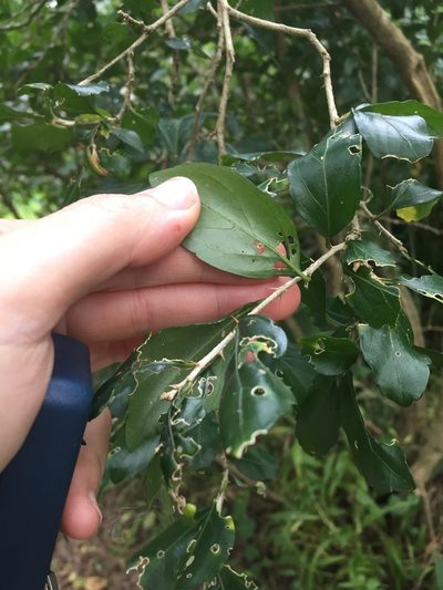 Erythrococca berberidea, photographed by Sunčana Bradley