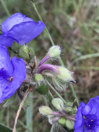 Tradescantia reverchonii, photographed by Laura Clark
