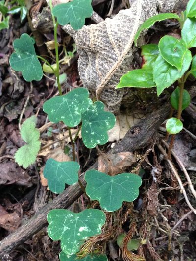 Tropaeolum emarginatum, photographed by Lena Struwe