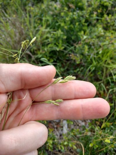 Festuca versuta, photographed by Cleveland Powell
