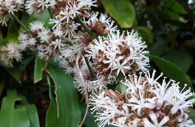Dracaena fragrans, photographed by alessandradalia