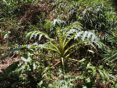 Cirsium subcoriaceum, photographed by Lena Struwe