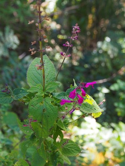 Salvia carnea, photographed by Lena Struwe