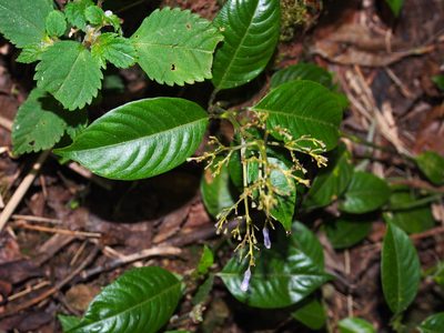 Palicourea adusta, photographed by Lena Struwe