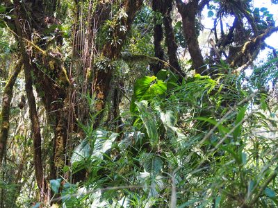Anthurium concinnatum, photographed by Lena Struwe