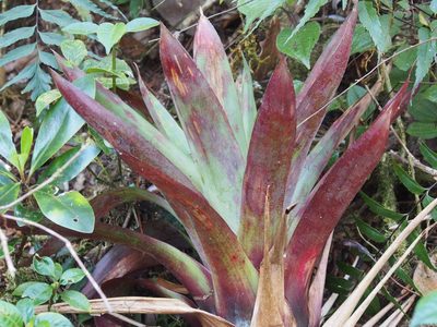 Werauhia ororiensis, photographed by Lena Struwe