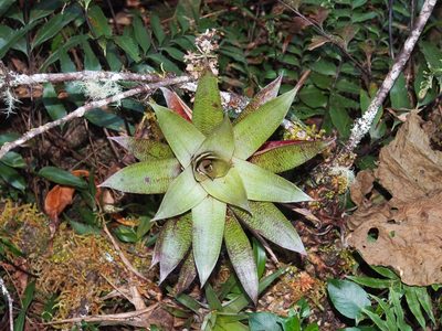 Werauhia ororiensis, photographed by Lena Struwe