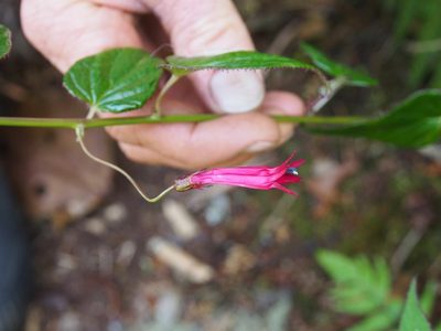 Centropogon costaricae, photographed by Lena Struwe