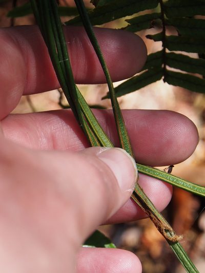 Vittaria graminifolia, photographed by Lena Struwe