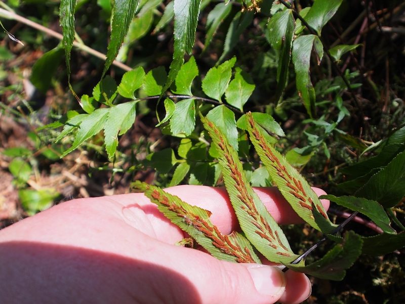 Asplenium serra, photographed by Lena Struwe