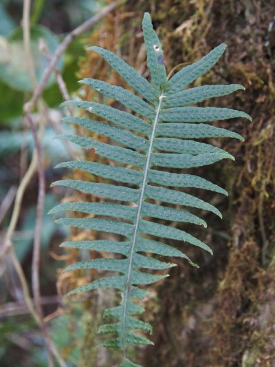 Serpocaulon loriceum, photographed by Lena Struwe