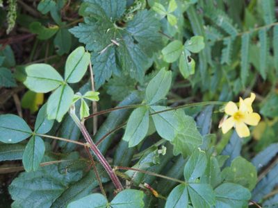 Oxalis spiralis, photographed by Lena Struwe