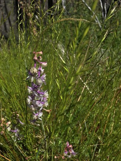 Delphinium hansenii, photographed by paulexcoff
