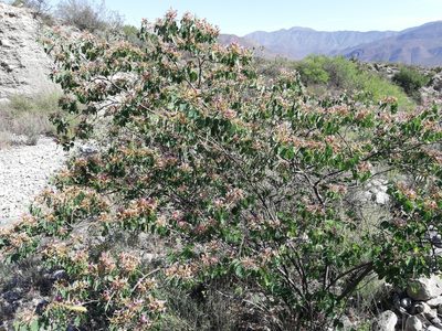 Bauhinia macranthera, photographed by Sandino Guerrero