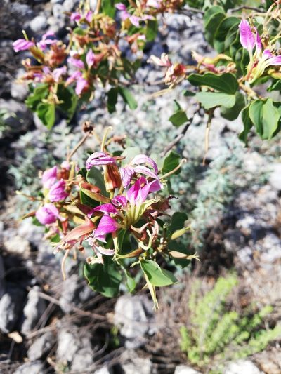 Bauhinia macranthera, photographed by Sandino Guerrero
