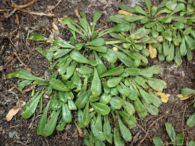 Lepidium oligodontum, photographed by Peter de Lange