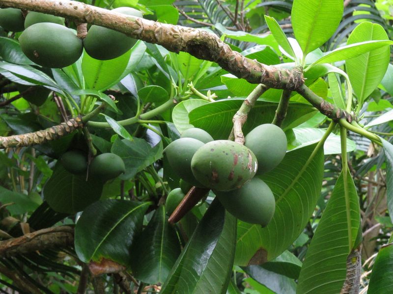 Ochrosia oppositifolia, photographed by John Barkla