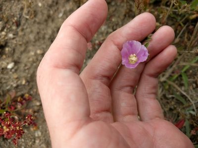 Clarkia davyi, photographed by Nick Doty