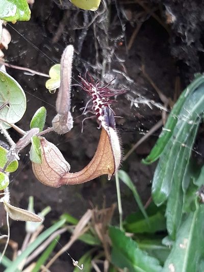 Aristolochia robertii, photographed by Edson Luis Fabro Gasperin