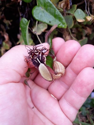 Aristolochia robertii, photographed by Edson Luis Fabro Gasperin